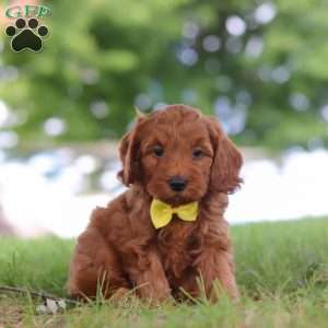 Gizmo, Mini Goldendoodle Puppy