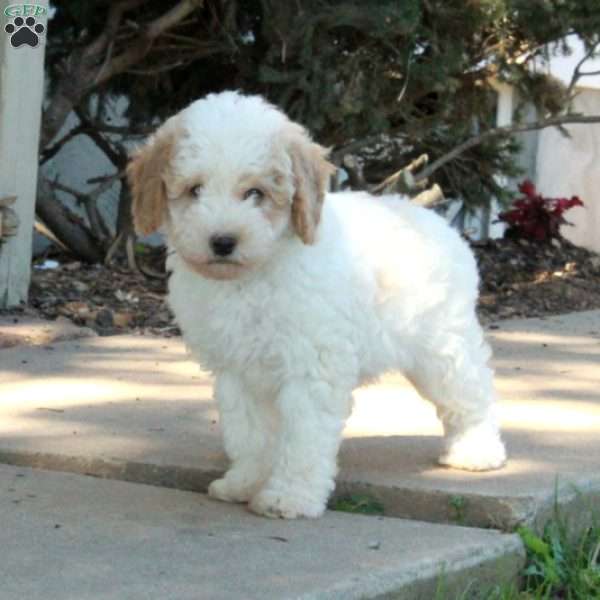 Gloria, Mini Bernedoodle Puppy