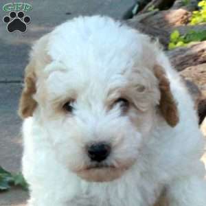 Gloria, Mini Bernedoodle Puppy