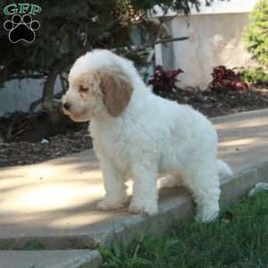 Gloria, Mini Bernedoodle Puppy