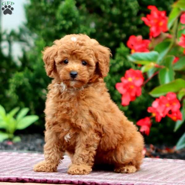 Glow, Miniature Poodle Puppy