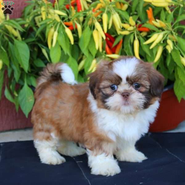 Glow, Shih Tzu Puppy