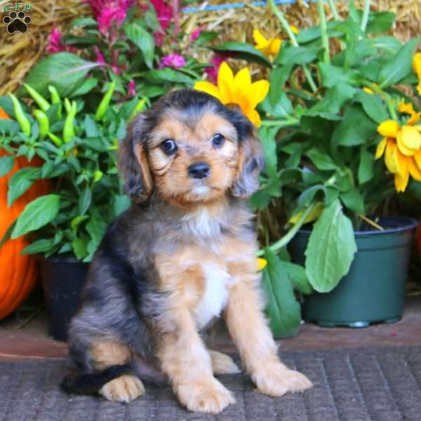 Glow, Cavapoo Puppy