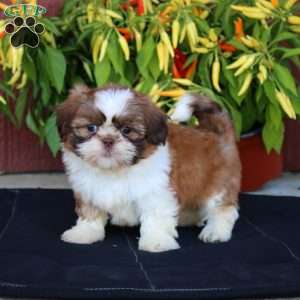 Glow, Shih Tzu Puppy