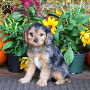 Glow, Cavapoo Puppy
