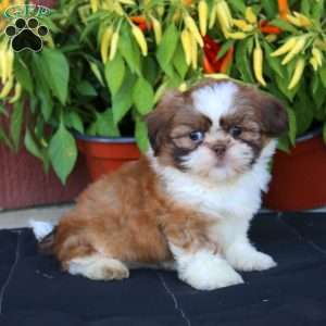 Glow, Shih Tzu Puppy