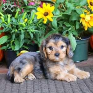 Glow, Cavapoo Puppy