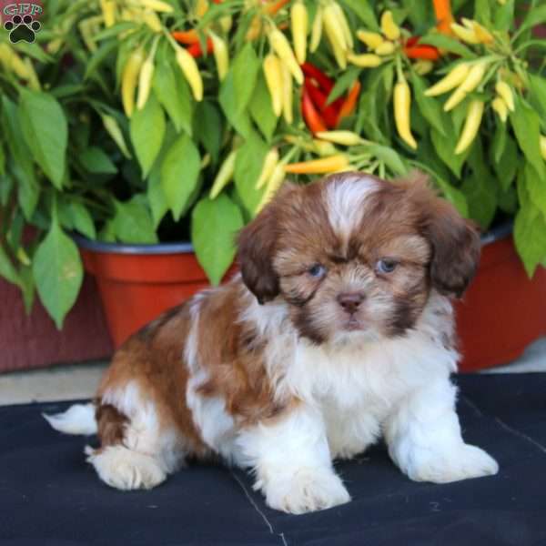 Goldie, Shih Tzu Puppy