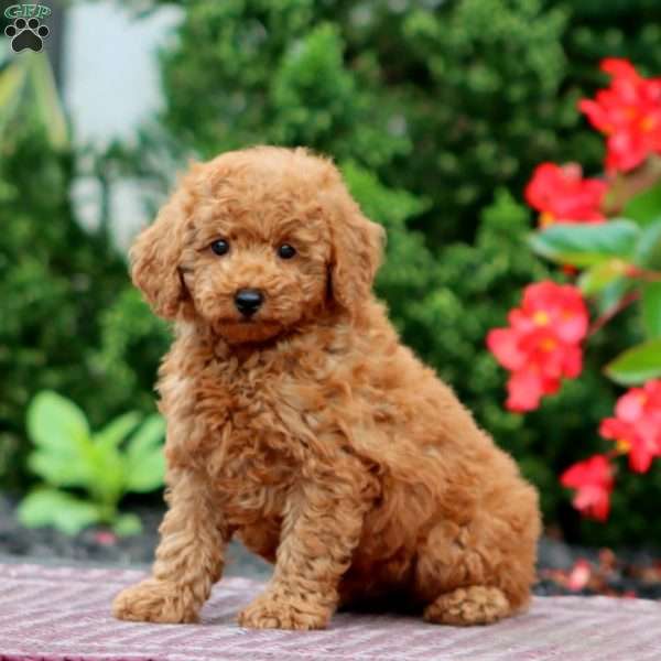 Goldie, Miniature Poodle Puppy