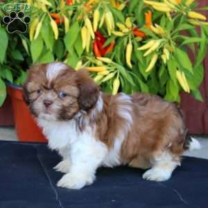 Goldie, Shih Tzu Puppy