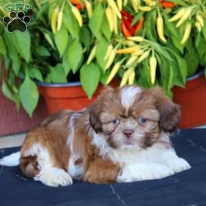 Goldie, Shih Tzu Puppy