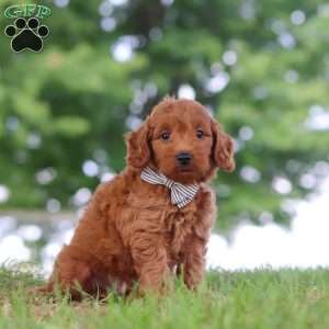 Gomez, Mini Goldendoodle Puppy