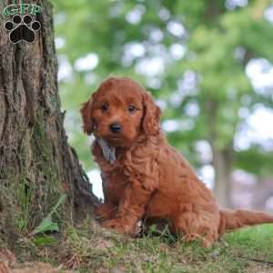 Gomez, Mini Goldendoodle Puppy