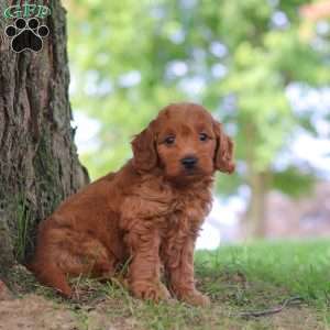 Gomez, Mini Goldendoodle Puppy