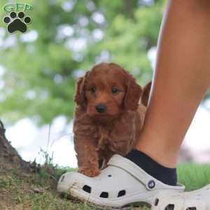 Gomez, Mini Goldendoodle Puppy