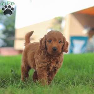 Gomez, Mini Goldendoodle Puppy