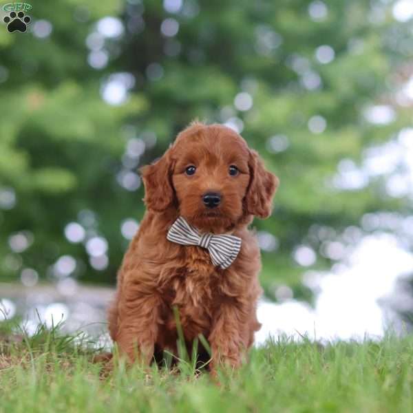 Gomez, Mini Goldendoodle Puppy