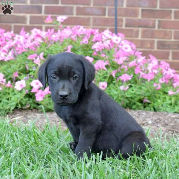 Goose, Black Labrador Retriever Puppy