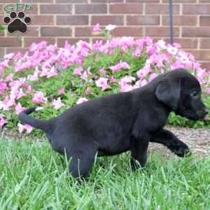 Goose, Black Labrador Retriever Puppy