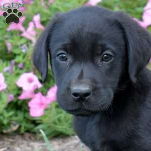 Goose, Black Labrador Retriever Puppy