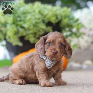 Gordy, Dachshund Puppy