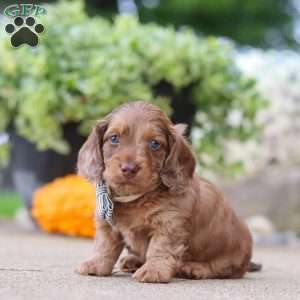 Gordy, Dachshund Puppy