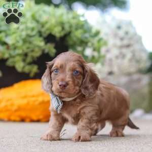 Gordy, Dachshund Puppy