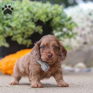 Gordy, Dachshund Puppy