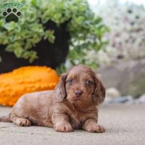 Gordy, Dachshund Puppy