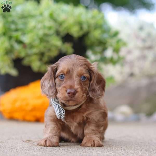 Gordy, Dachshund Puppy