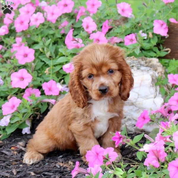 Grace, Cocker Spaniel Puppy