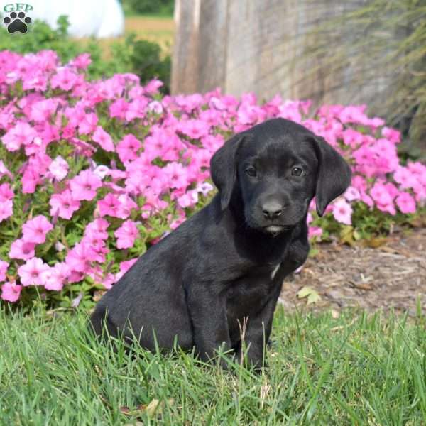 Grace, Black Labrador Retriever Puppy