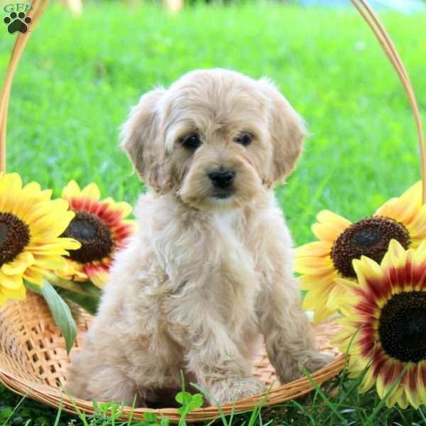 Grace, Cockapoo Puppy