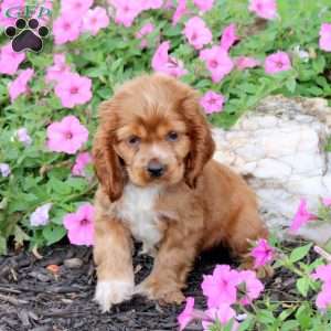 Grace, Cocker Spaniel Puppy