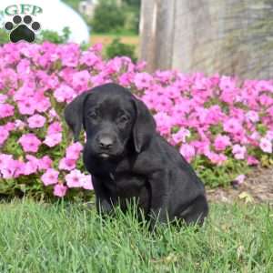 Grace, Black Labrador Retriever Puppy