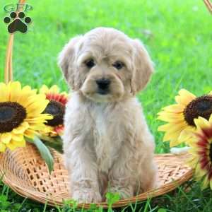 Grace, Cockapoo Puppy
