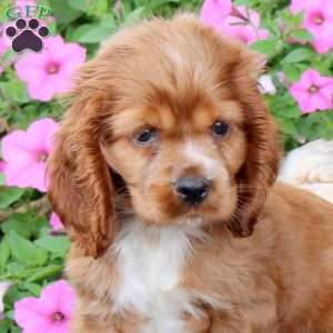 Grace, Cocker Spaniel Puppy