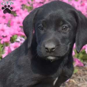 Grace, Black Labrador Retriever Puppy
