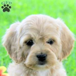 Grace, Cockapoo Puppy