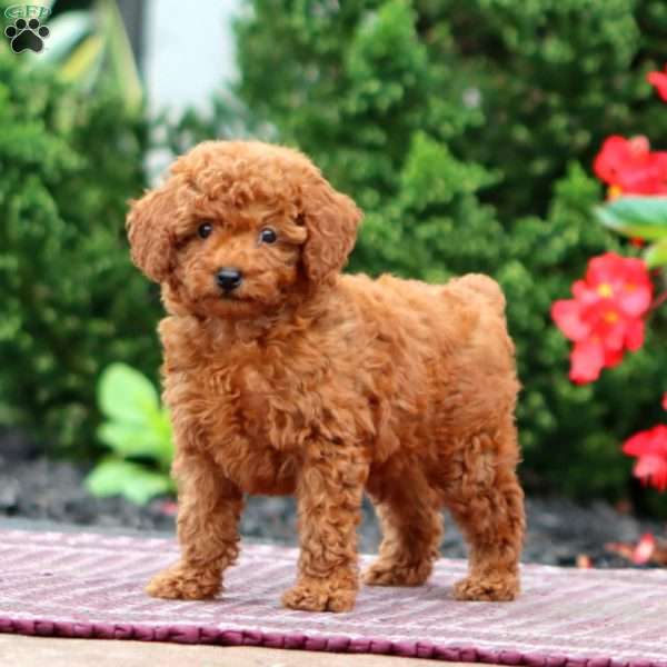 Gracie, Miniature Poodle Puppy