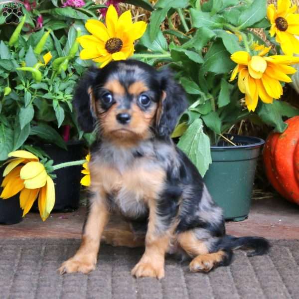Gracie, Cavapoo Puppy
