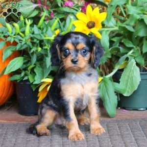 Gracie, Cavapoo Puppy