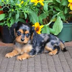 Gracie, Cavapoo Puppy