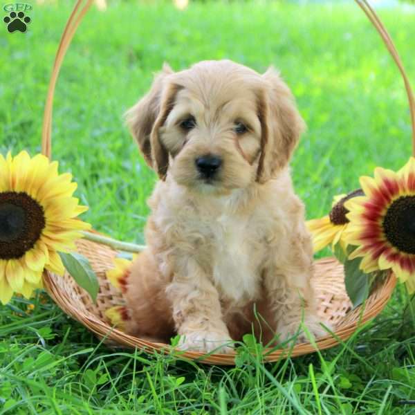Graham, Cockapoo Puppy