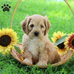 Graham, Cockapoo Puppy