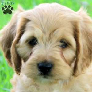 Graham, Cockapoo Puppy
