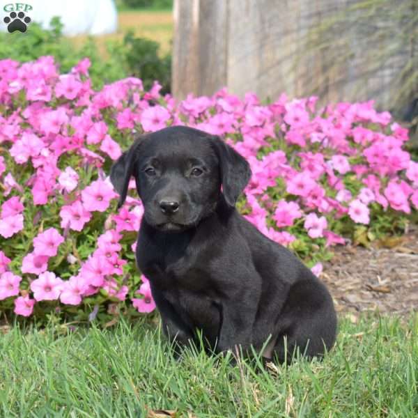 Granola, Black Labrador Retriever Puppy