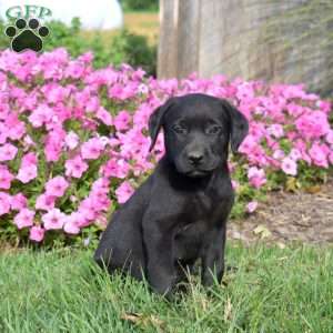 Granola, Black Labrador Retriever Puppy