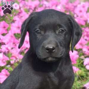 Granola, Black Labrador Retriever Puppy