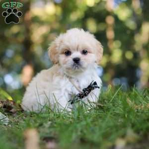 Greg, Lhasa Apso Puppy